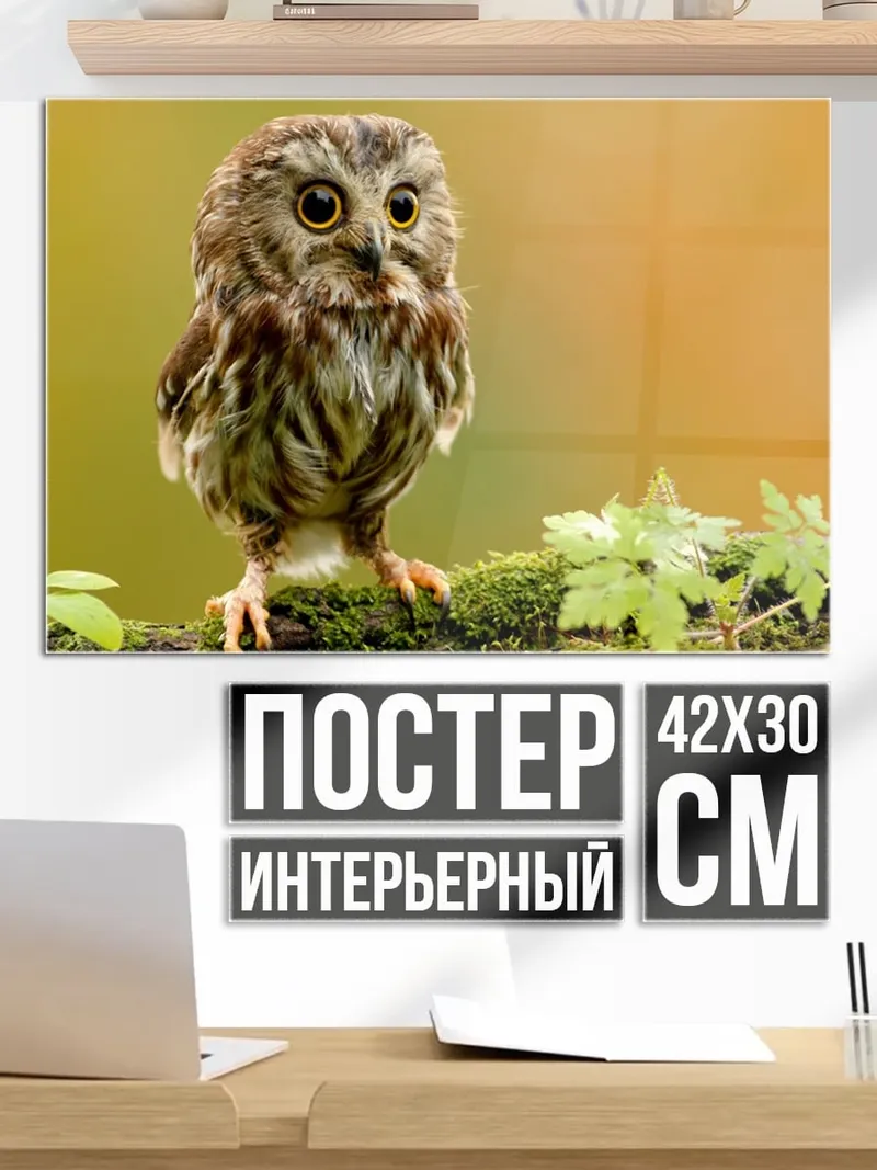 Постер Маленькая сова