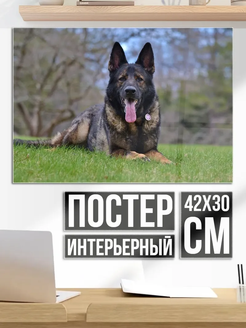 Постер Немецкая овчарка