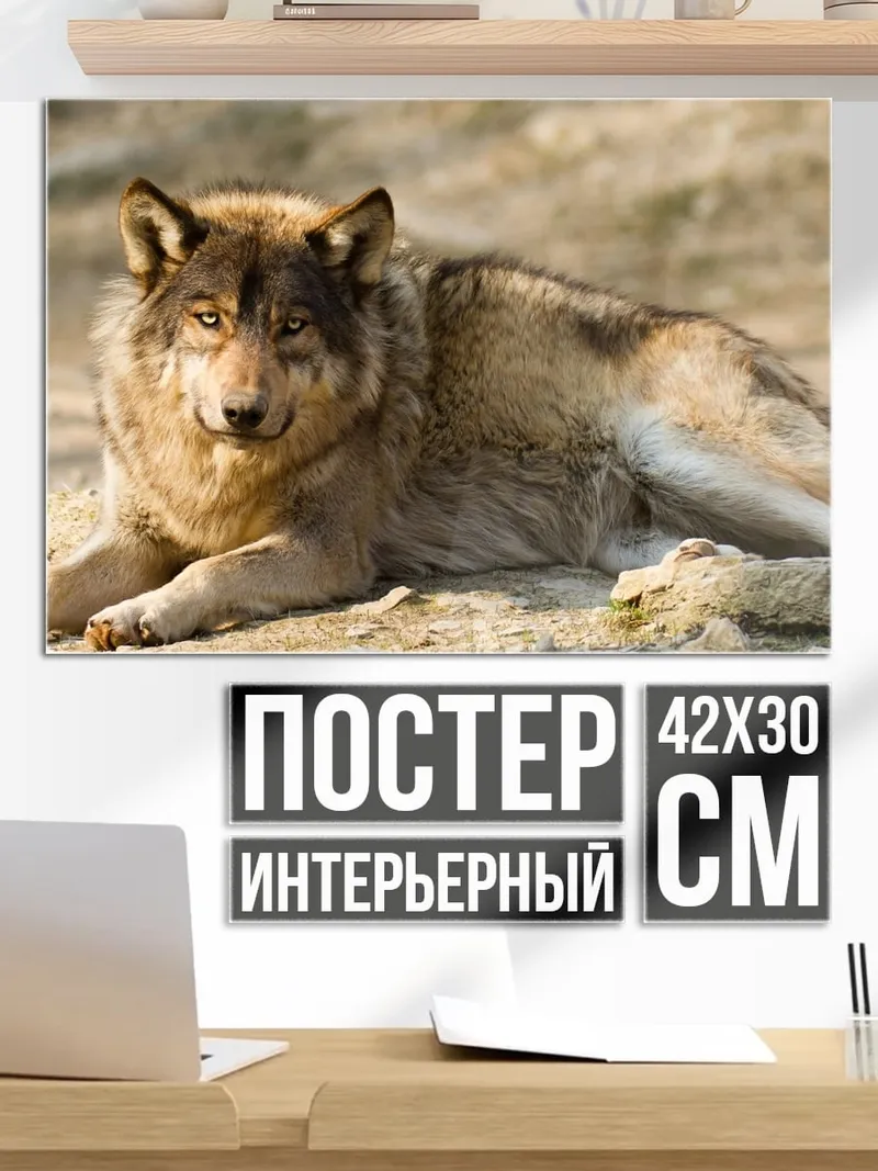 Постер Лежащий волк