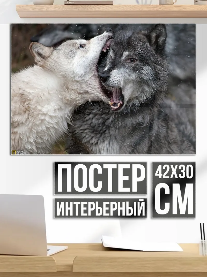 Постер Два волка дерутся