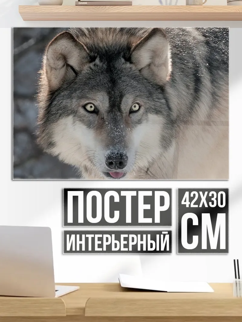 Постер Волк в снегу