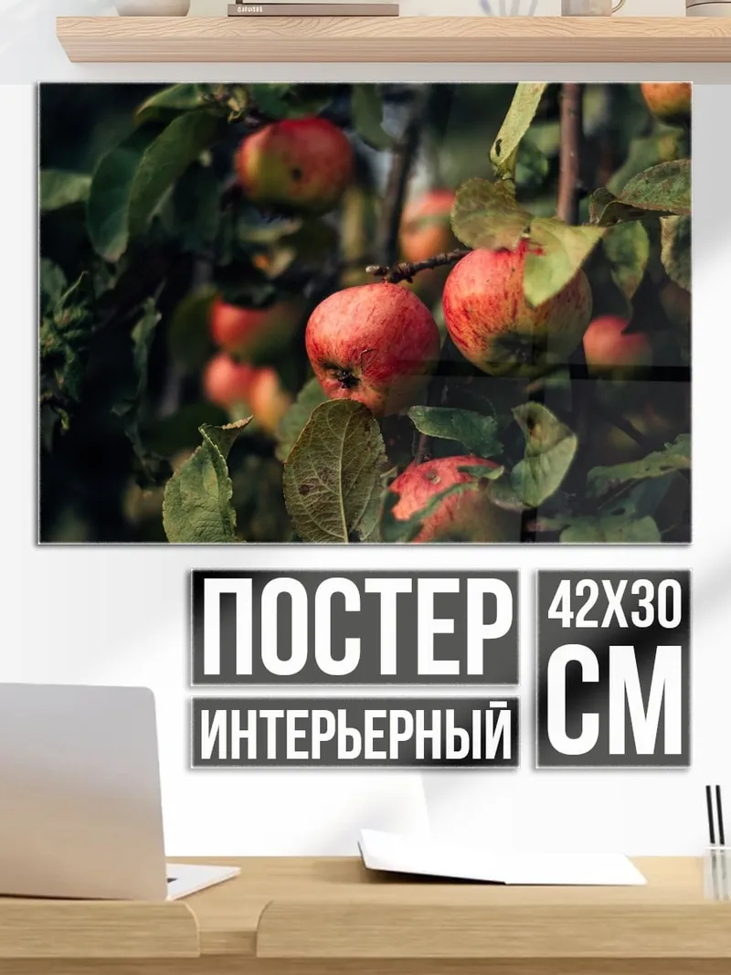 Постер Яблоки на ветке
