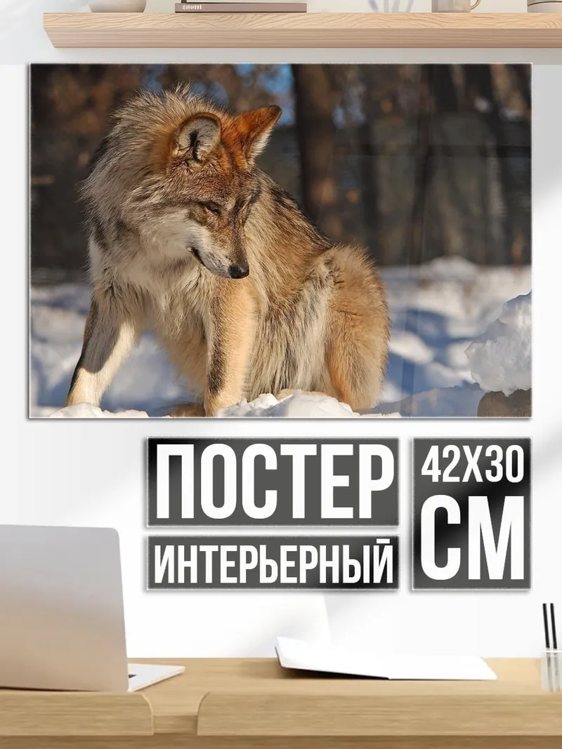 Постер Волк в снегу