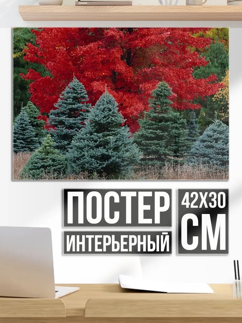 Постер осенние ели красные
