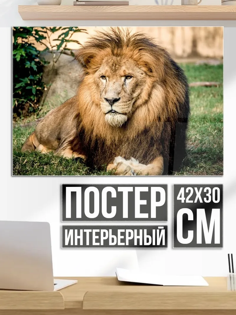 Постер Лев на траве
