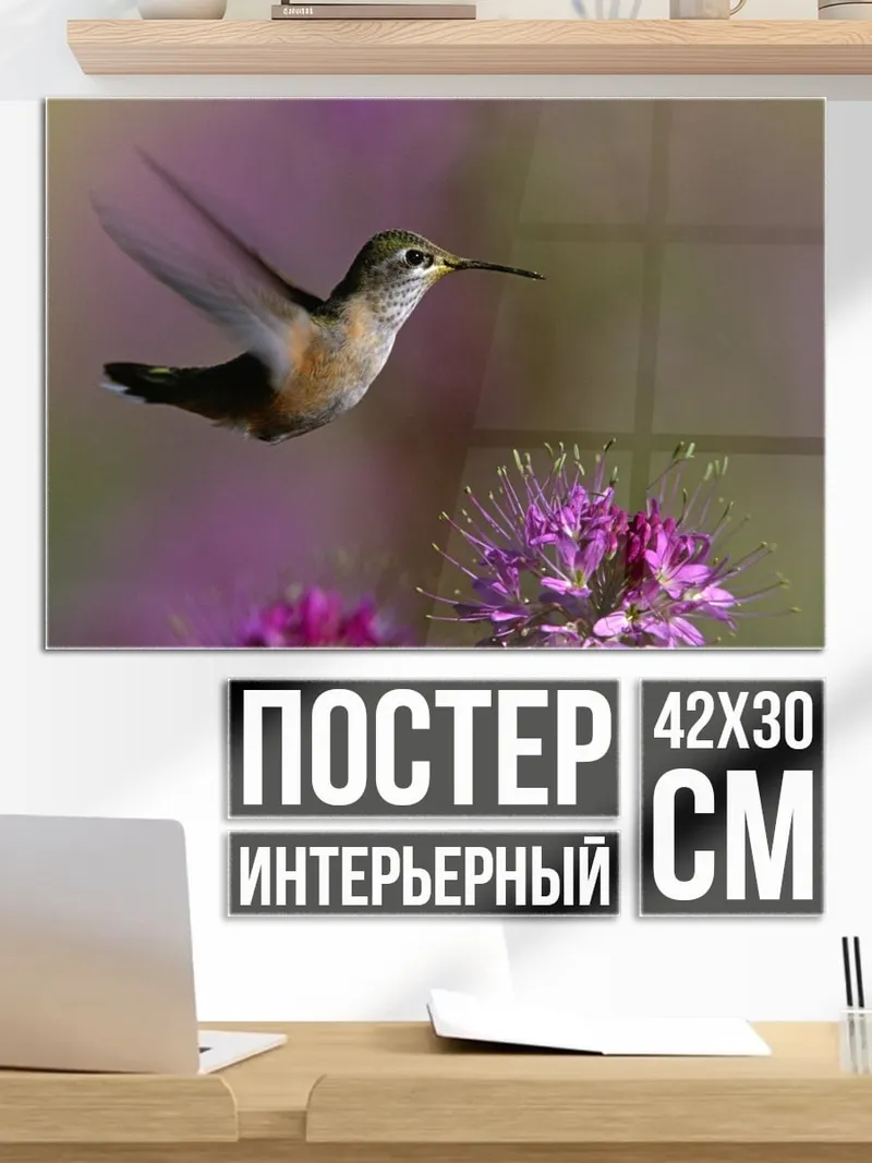 Постер Колибри у цветка