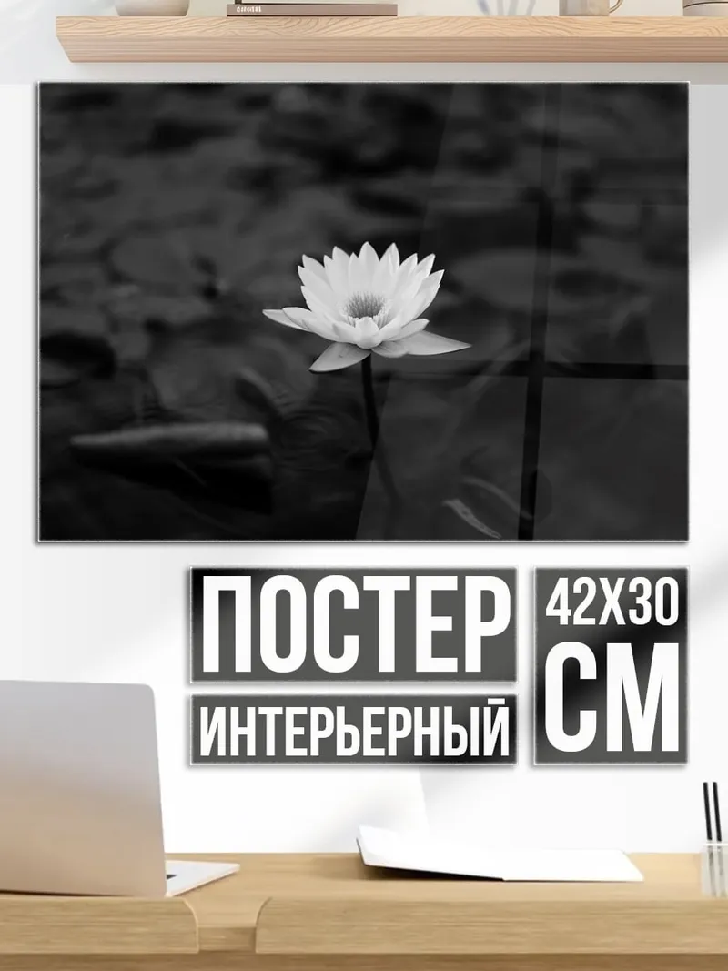 Постер Белая лилия в пруду