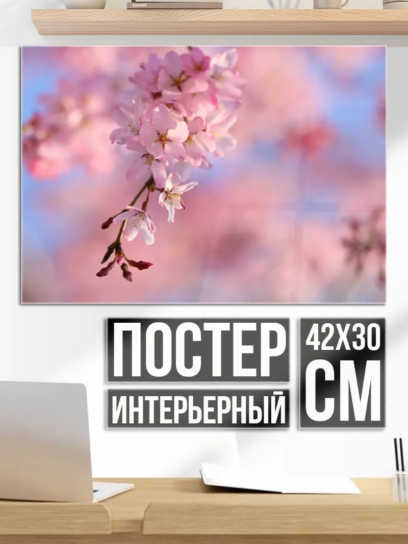 Постер Цветущая сакура