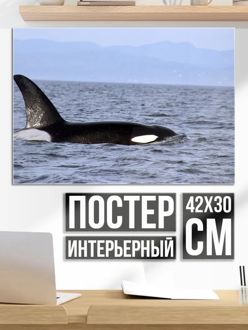 Постер Косатка в океане