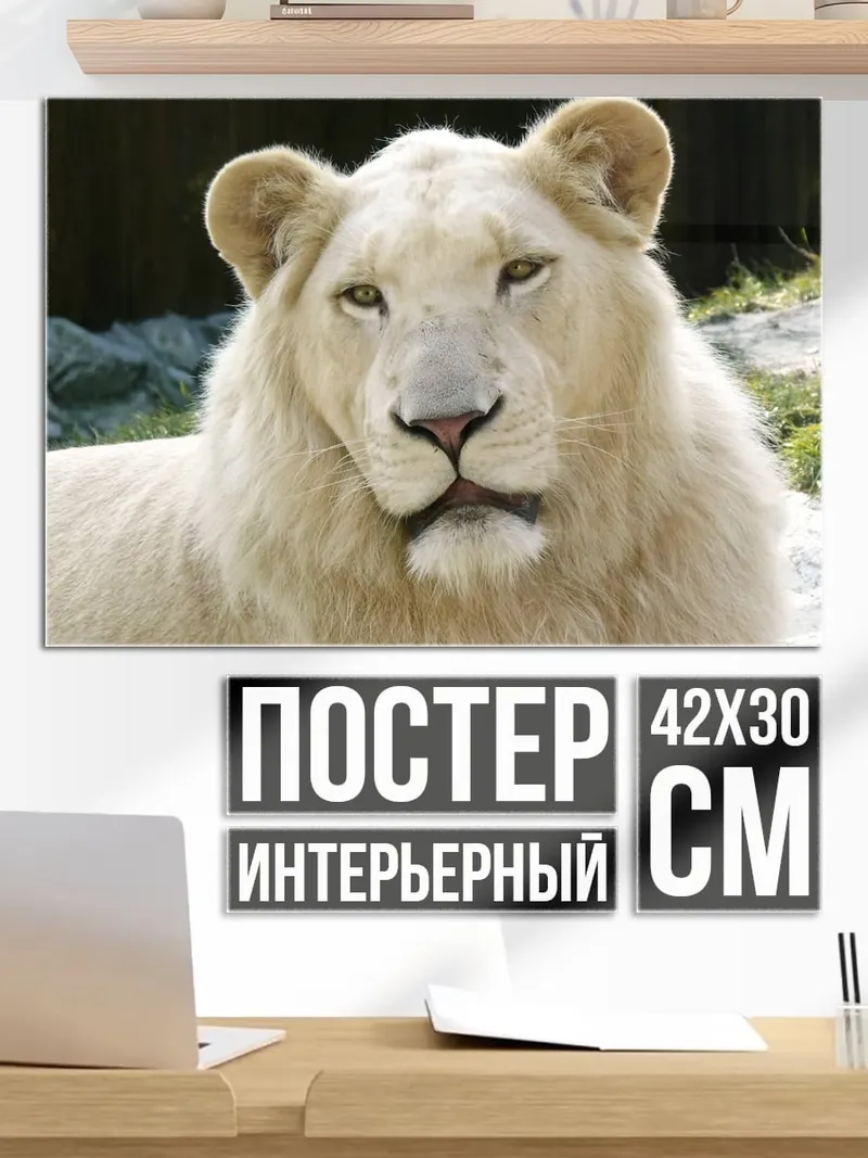 Постер белый лев