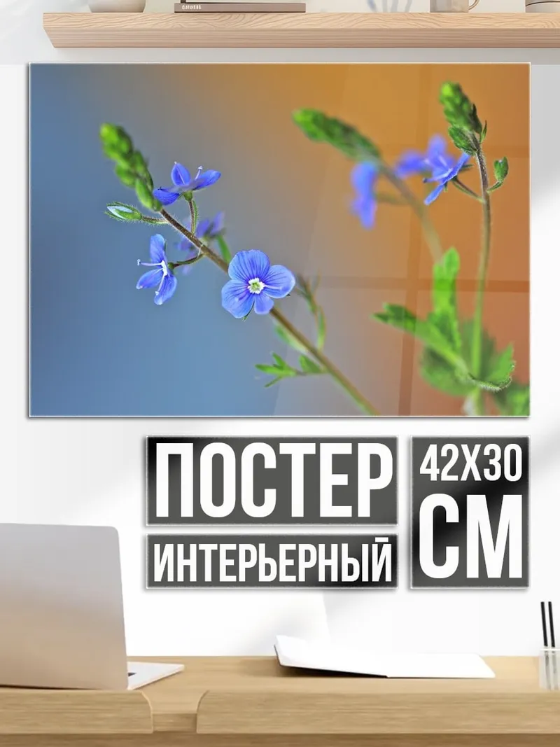 Постер Синие полевые цветы