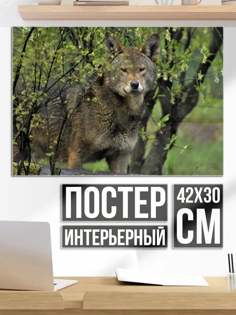 Постер Дикий койот в лесу