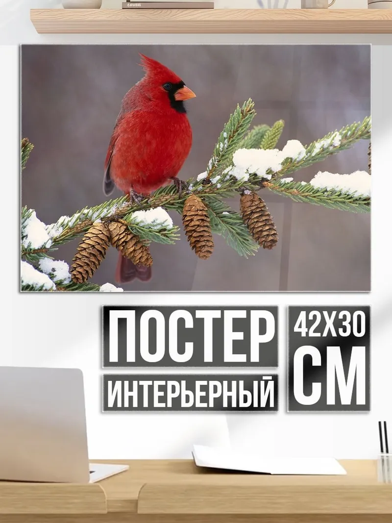 Постер Красный кардинал