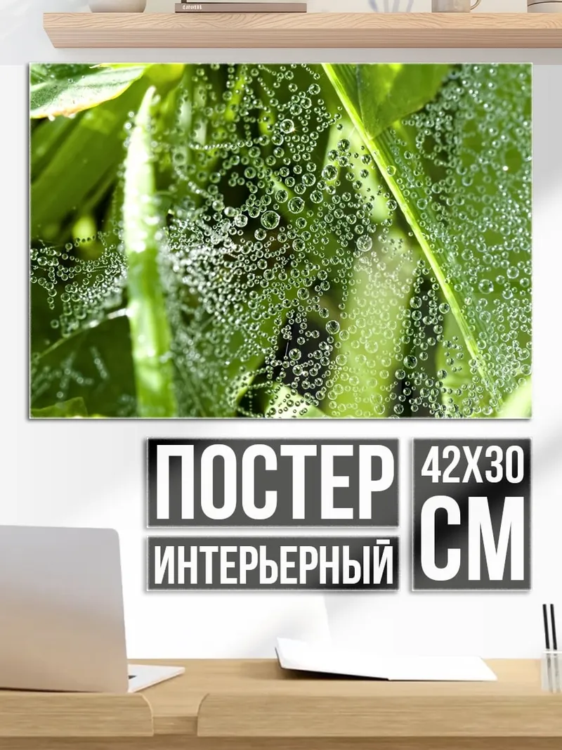 Постер Паутина с росой
