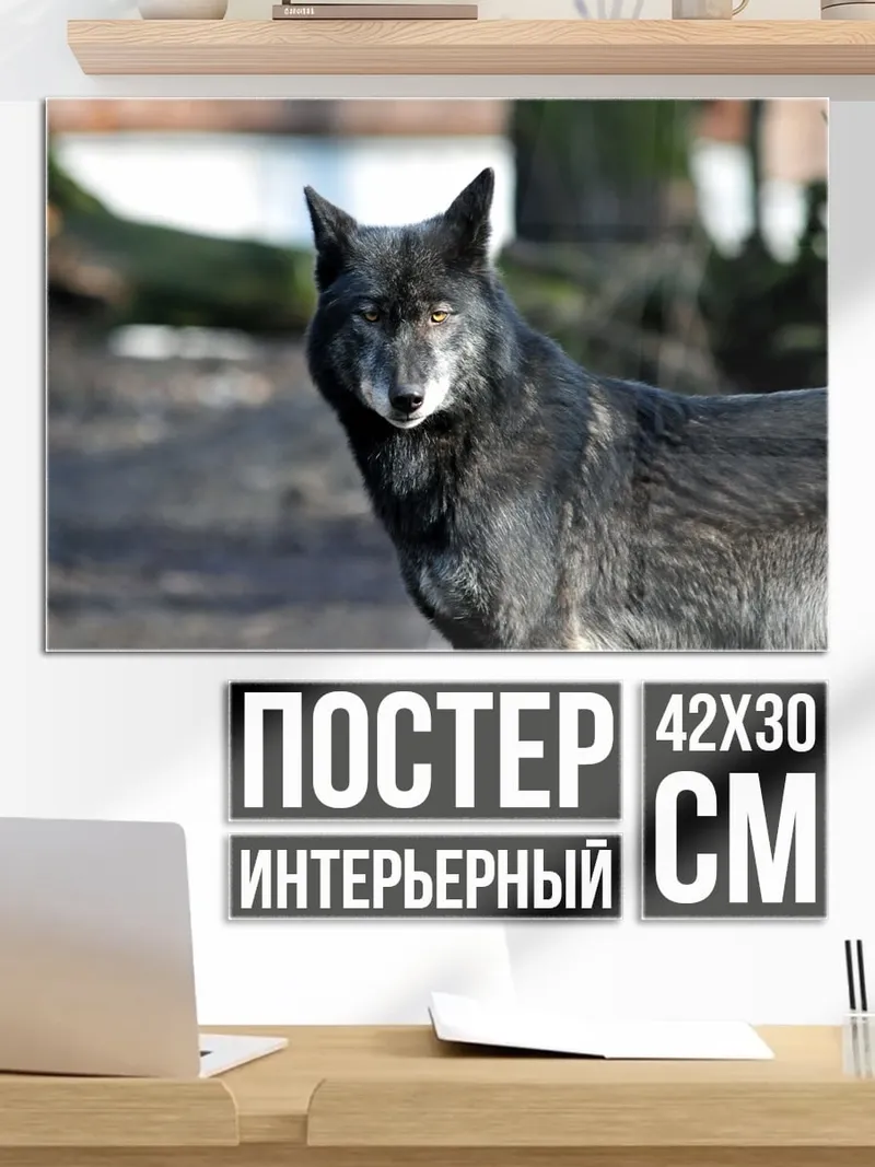 Постер Черный волк