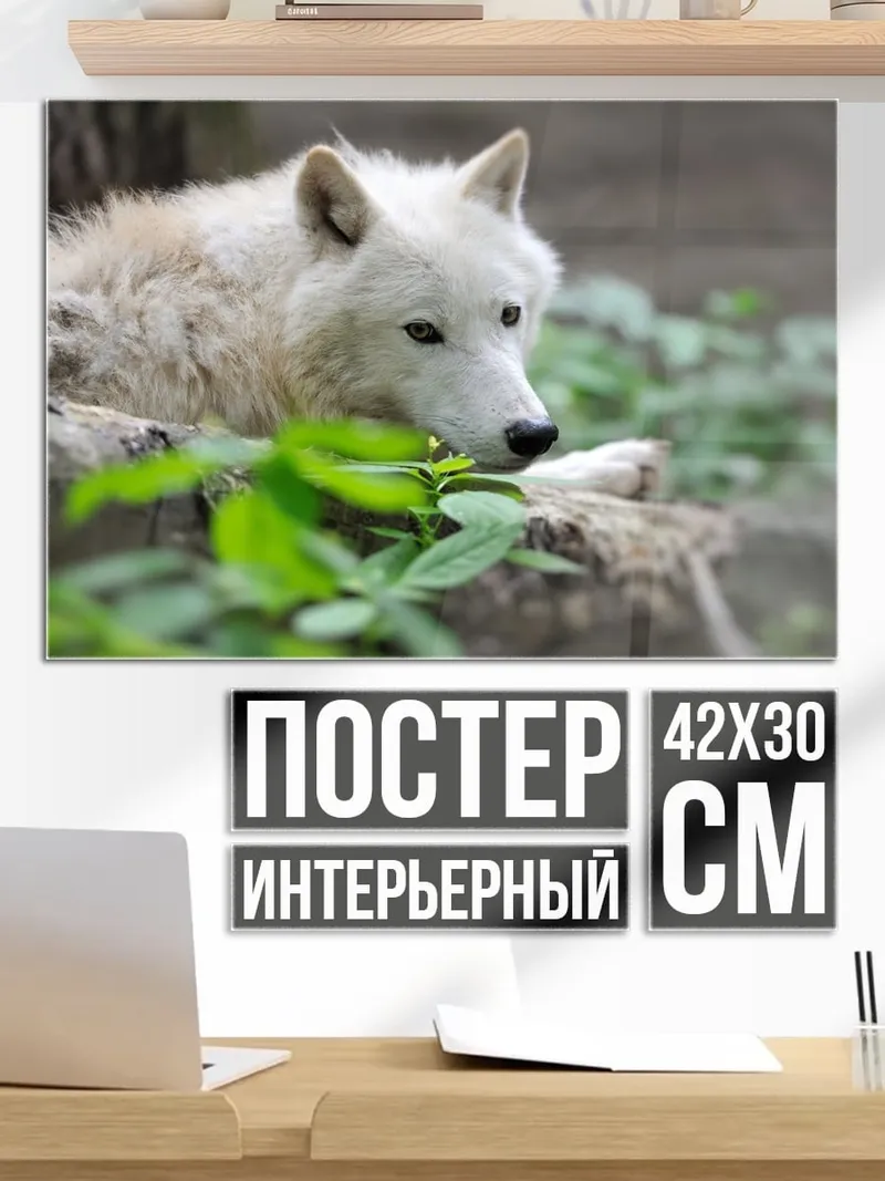 Постер белый волк