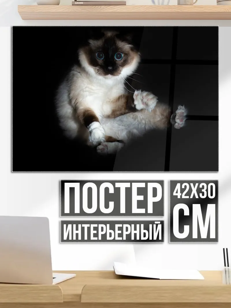 Постер Сиамский кот в темноте