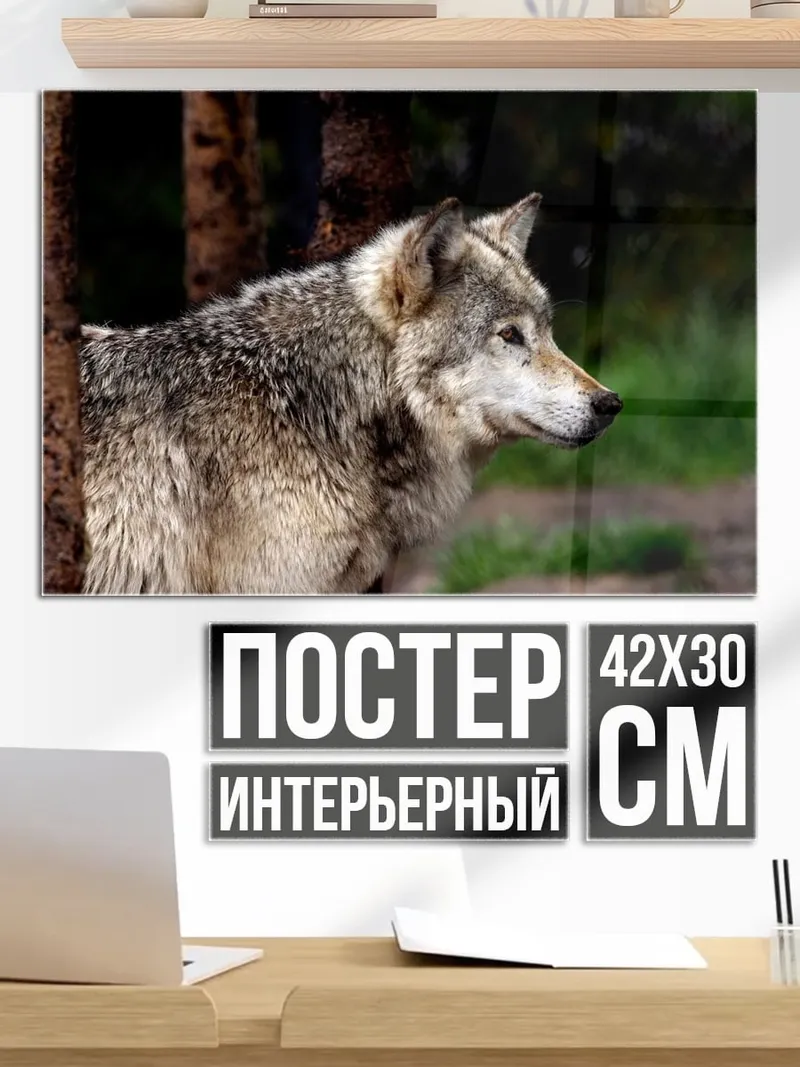 Постер волк в лесу