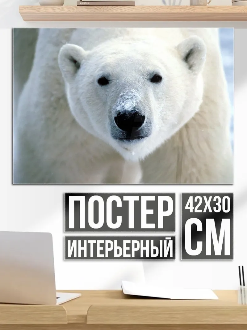 Постер Белый медведь