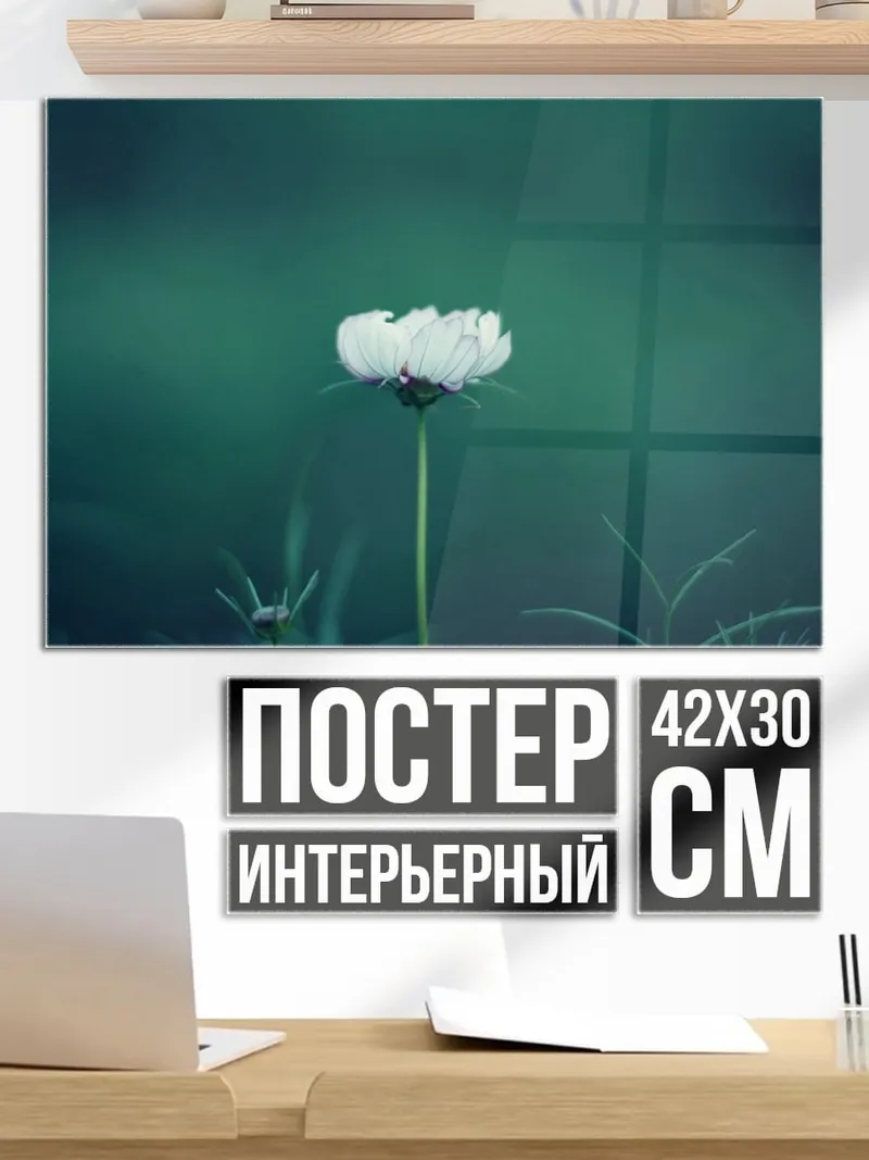 Постер Белый цветок