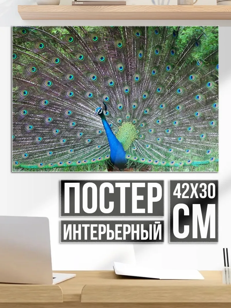 Постер павлин раскрыл хвост