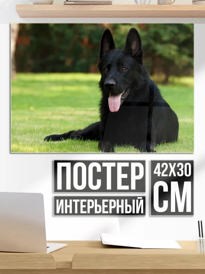 Постер черный пес