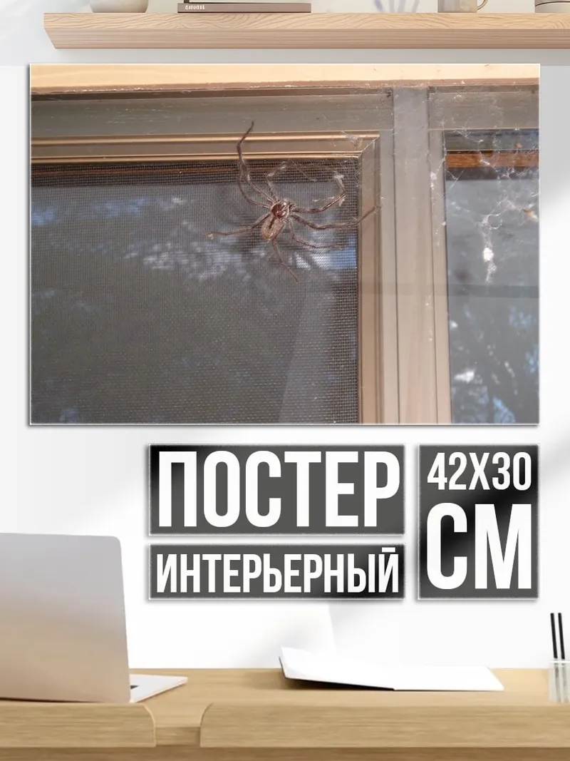 Постер паук на окне