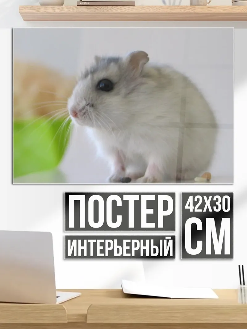 Постер пушистый хомяк