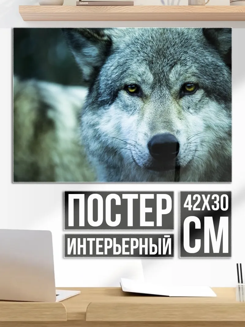 Постер портрет волка