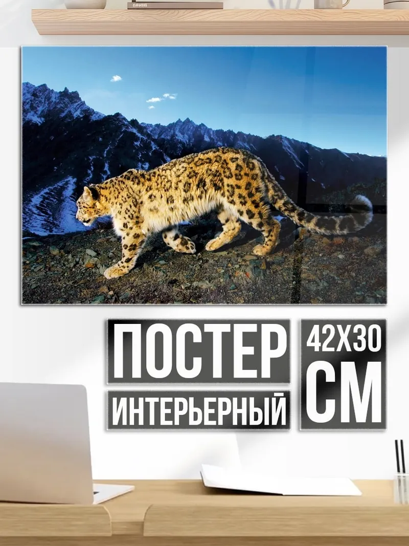 Постер Снежный барс
