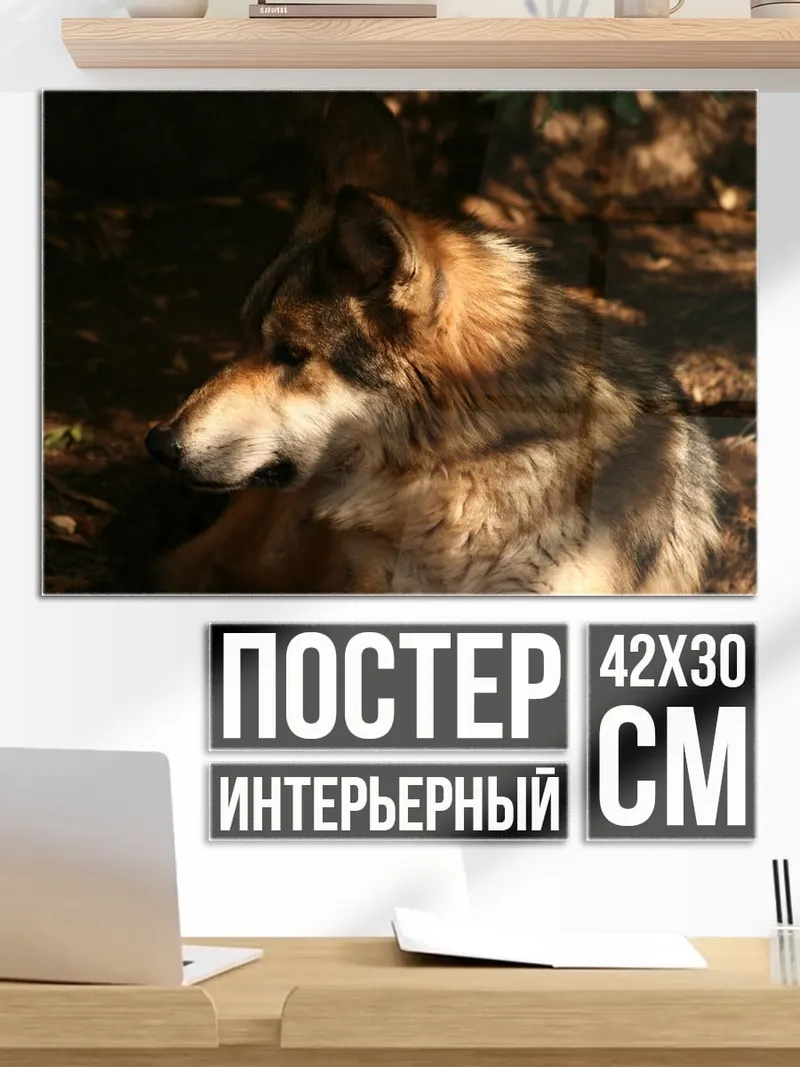 Постер Волк в тени