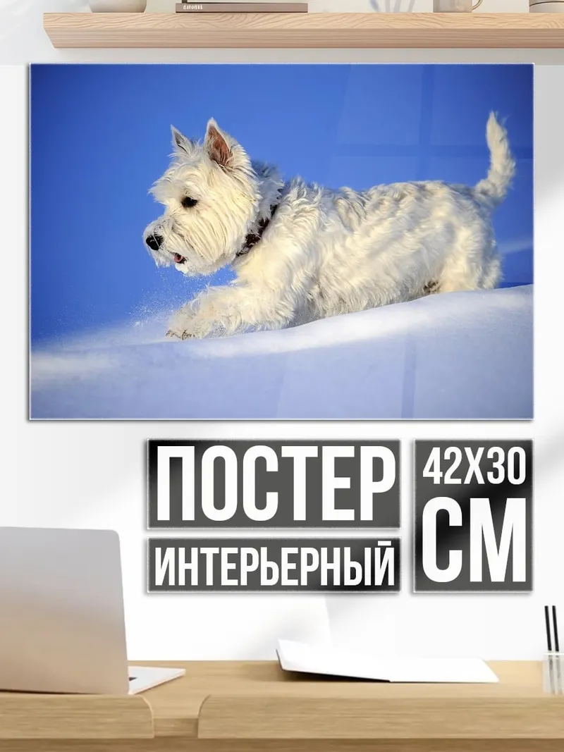 Постер Белый пес на снегу