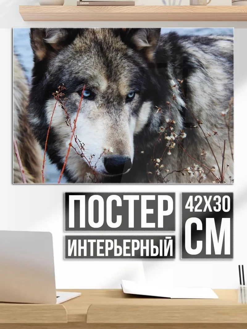 Постер портрет волка