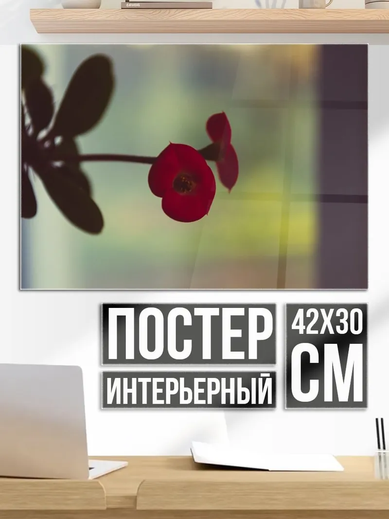 Постер красный цветок