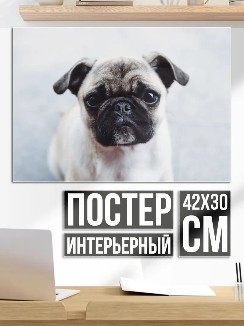 Постер Мопс смотрит вверх