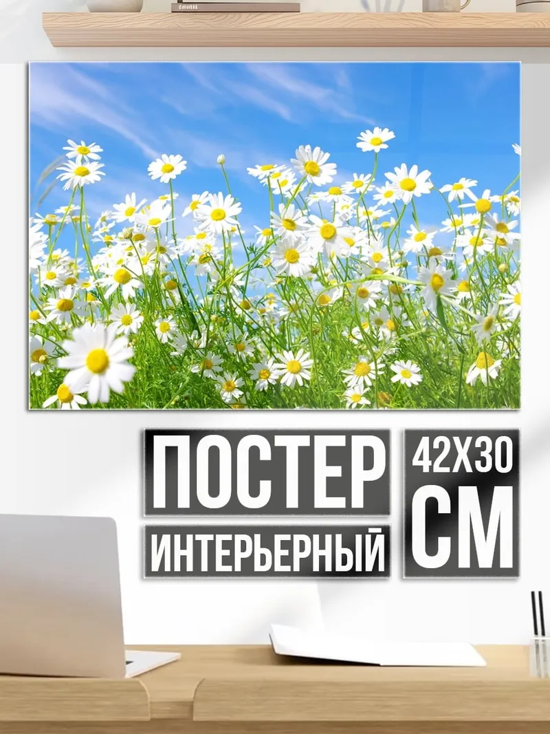 Постер Поле ромашек