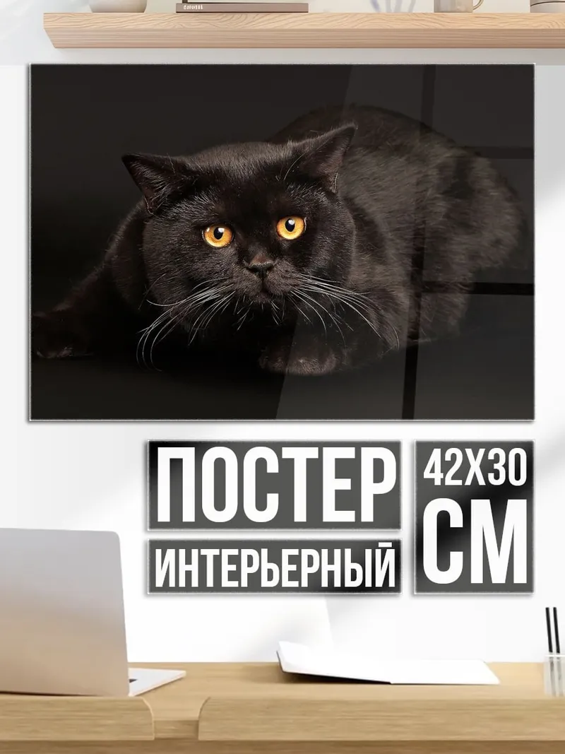 Постер Черный кот
