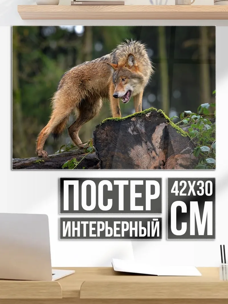 Постер Волк на пне