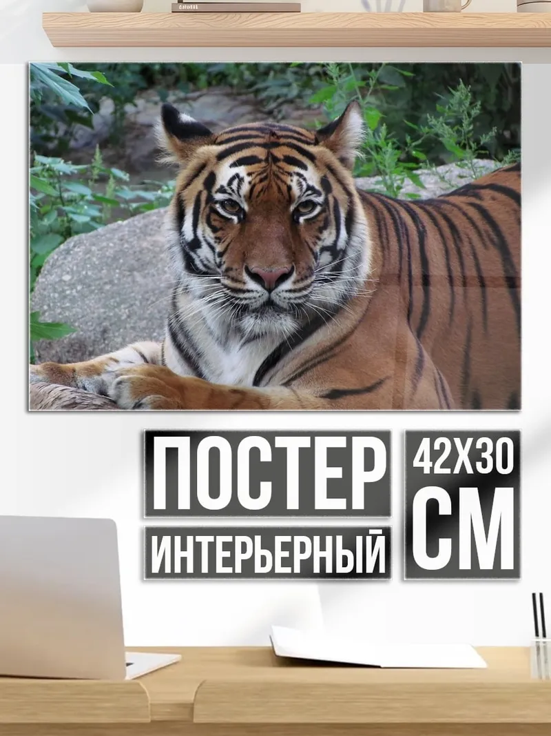 Постер Тигр в джунглях