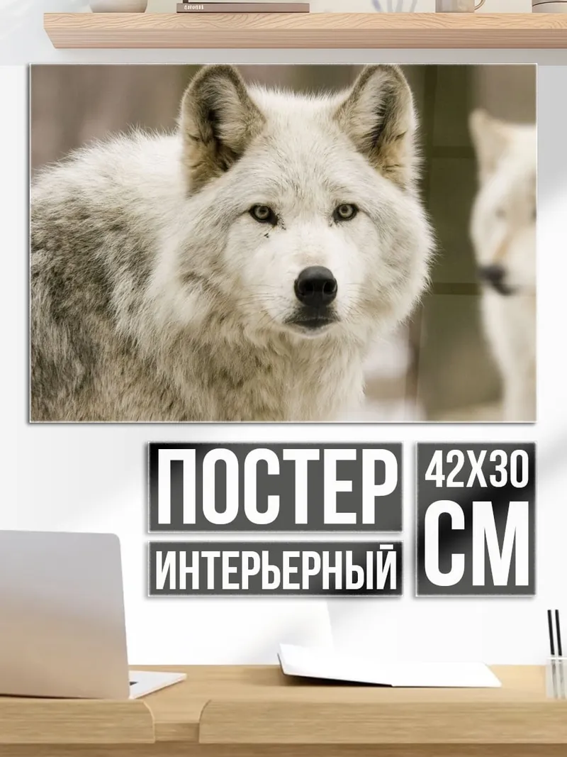 Постер белый волк смотрит
