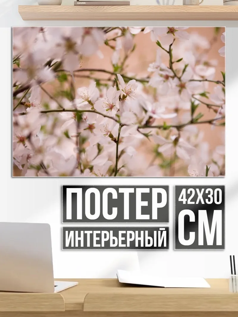 Постер Цветущая сакура