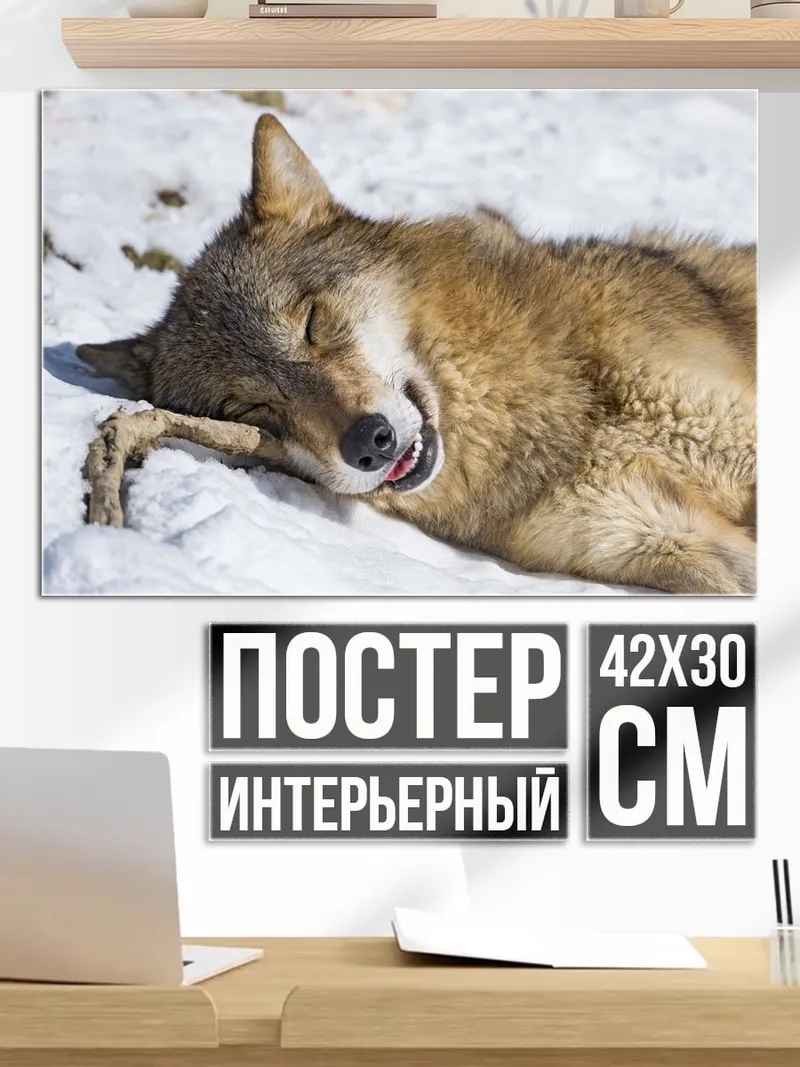 Постер Спящий волк на снегу