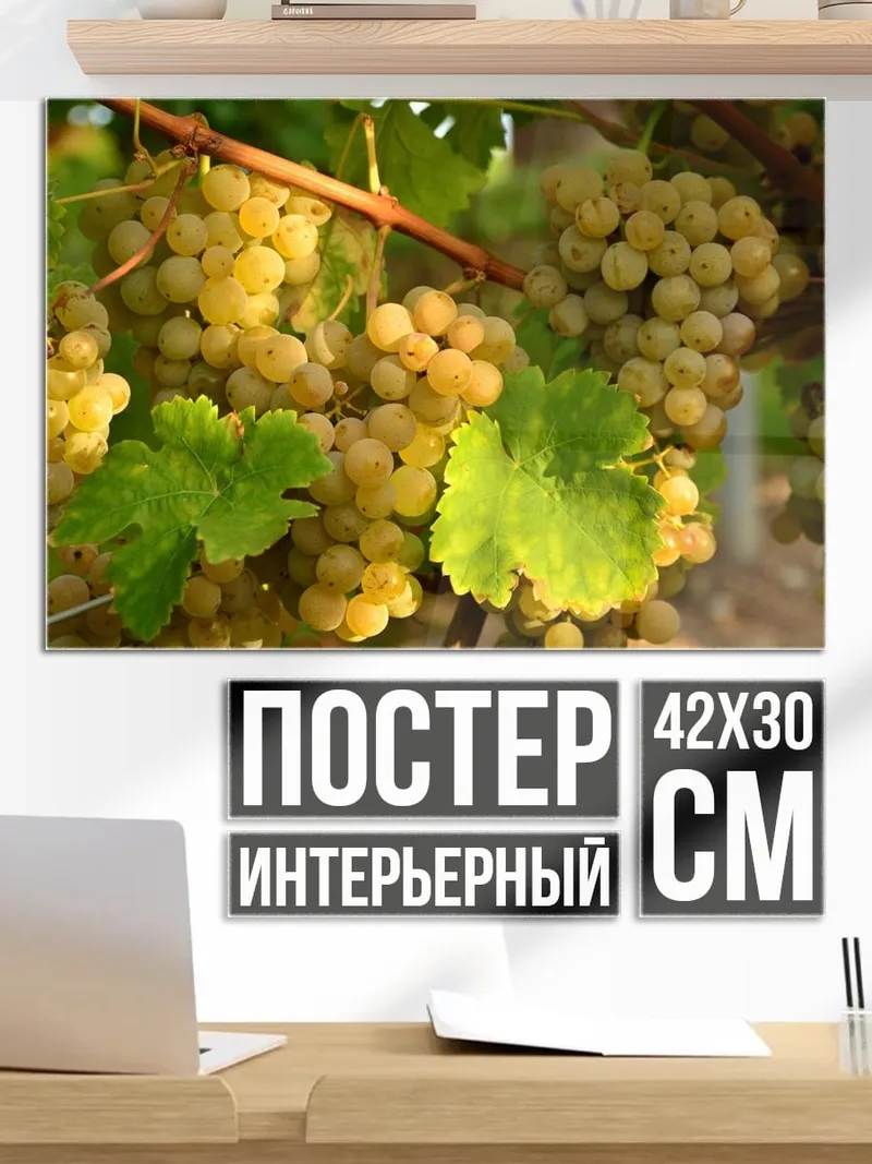 Постер Гроздья винограда