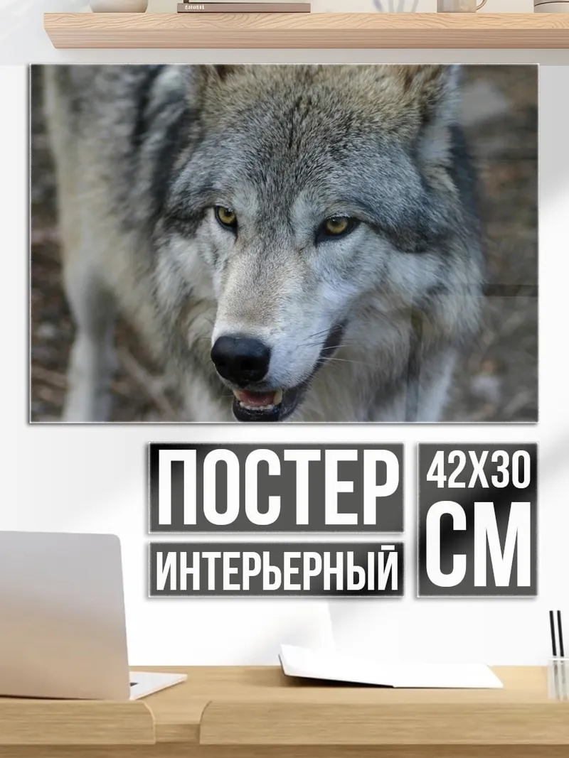 Постер Волк смотрит в камеру