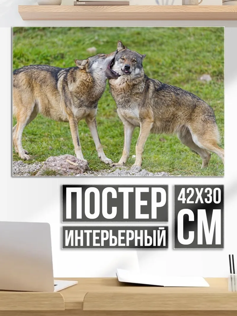 Постер Два волка