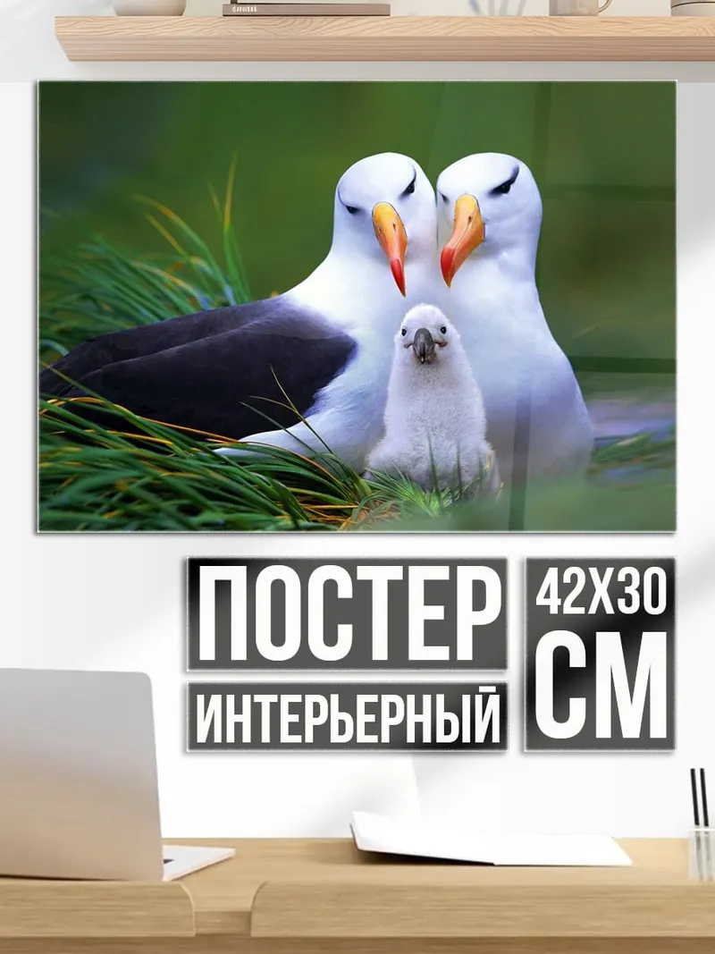 Постер семья альбатросов