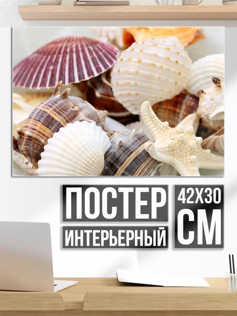 Постер Морские ракушки
