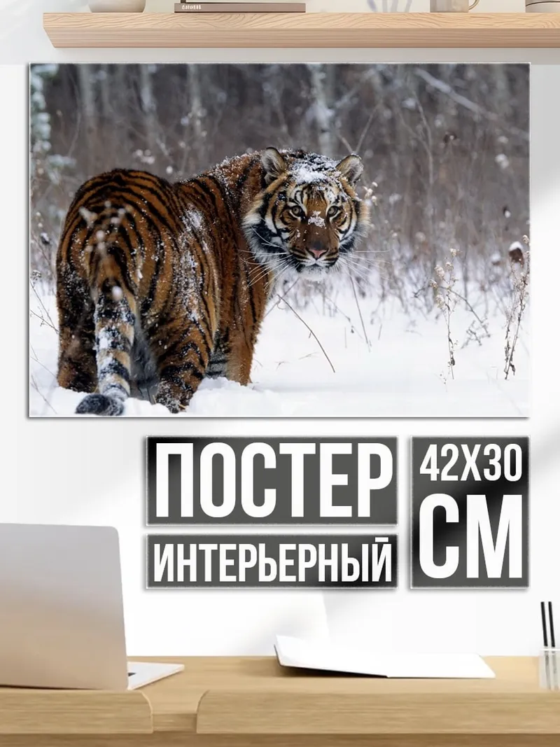 Постер тигр в снегу