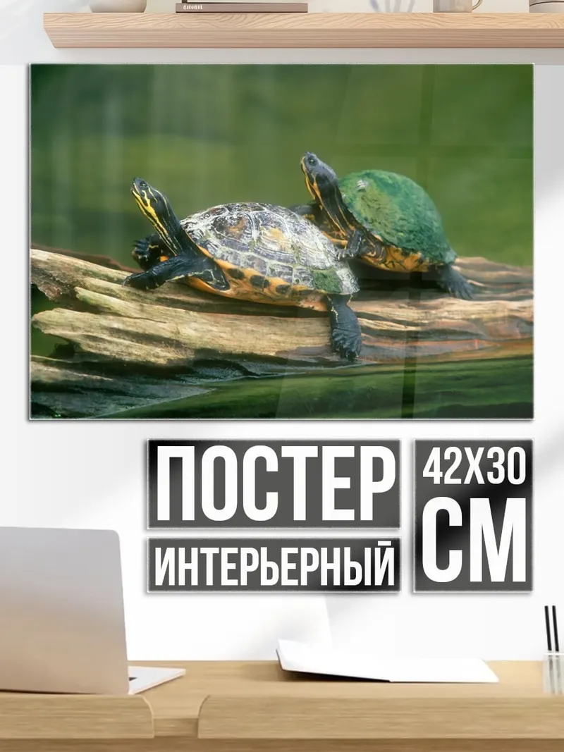 Постер Две черепахи
