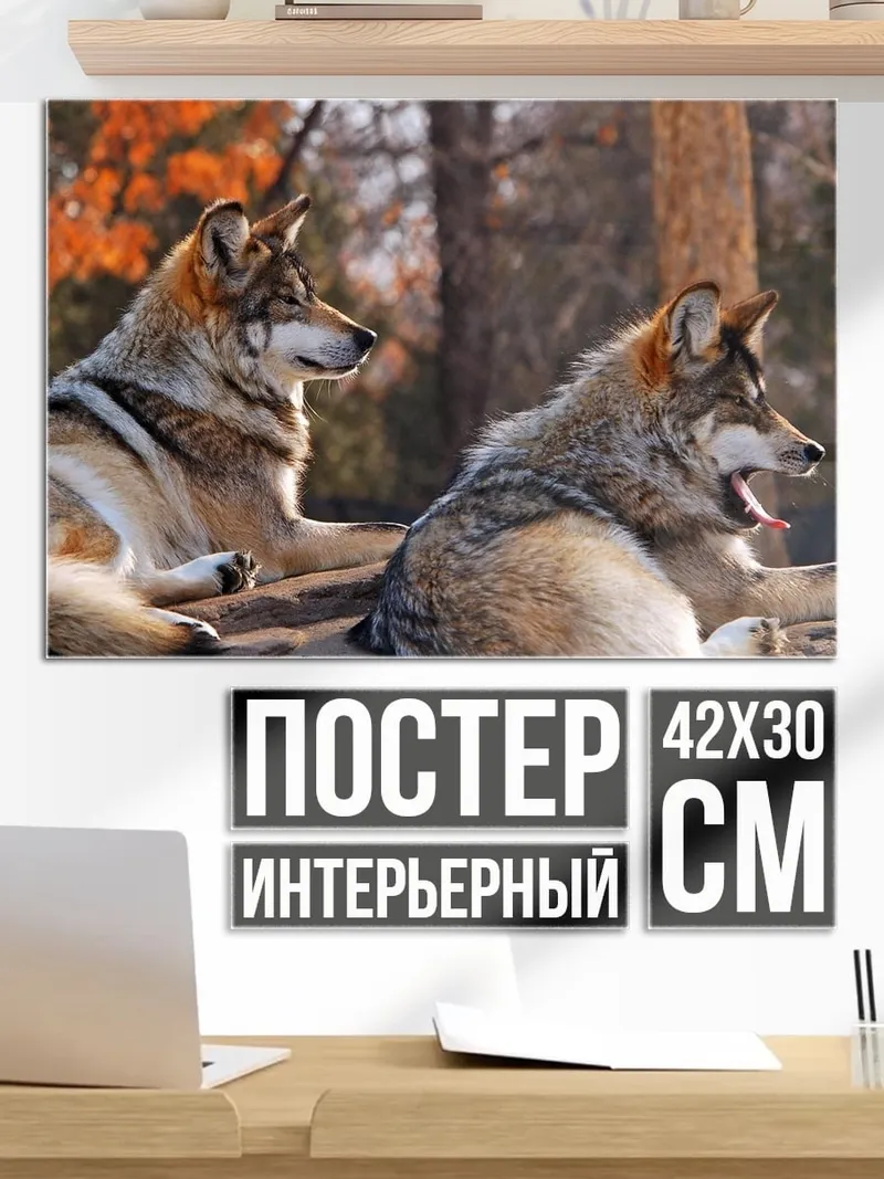 Постер Два волка